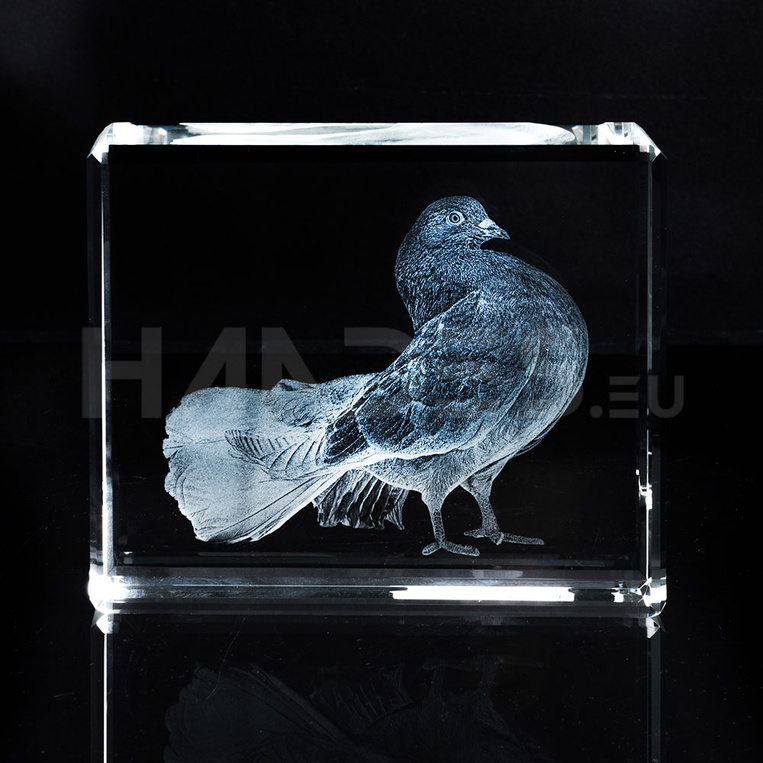 Gołąb 3D - Zdjęcia Twojego zwierzaka 3D w krysztale